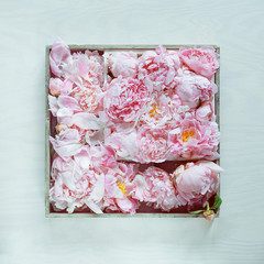 Beautiful pink, rose peonies decorated on white wood table, can be used as background