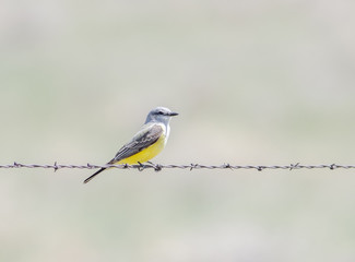 Western Kingbird (Tyrannus verticalis) Perched on Barbed Wire on the Grasslands of Colorado