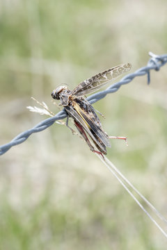 Red-shanked Grasshopper (Xanthippus corallipes) Impaled on Barbed Wire by a Loggerhead Shrike