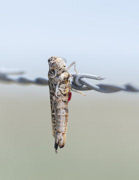Red-shanked Grasshopper (Xanthippus corallipes) Impaled on Barbed Wire by a Loggerhead Shrike