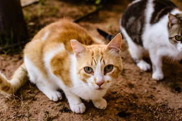 Domestic cat looking at camera