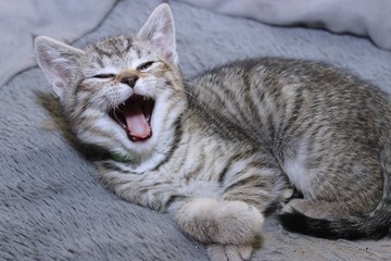 SMALL BROWN TABBY KITTEN