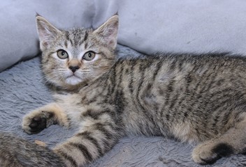 SMALL BROWN TABBY KITTEN
