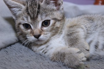 SMALL BROWN TABBY KITTEN