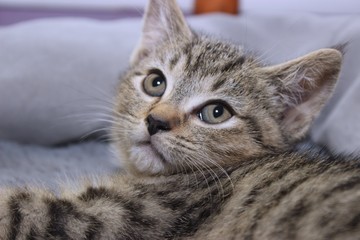 SMALL BROWN TABBY KITTEN