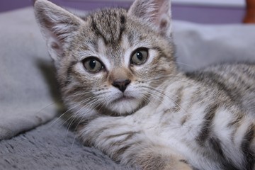 SMALL BROWN TABBY KITTEN
