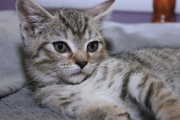 Obraz premium SMALL BROWN TABBY KITTEN