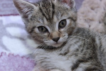BROWN AND WHITE TABBY KITTEN