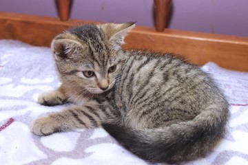 BROWN AND WHITE TABBY KITTEN