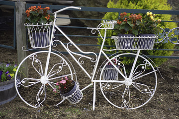 Fototapeta na wymiar Decorative garden white bicycle with flower stands for Begonias flowers.
