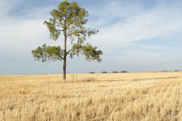 arbol campo argentino