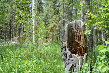 Woods of Wyoming with, grains, trees, and patterns 