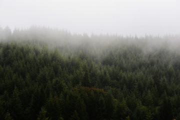 Fototapeta na wymiar Foggy Mountain Morning