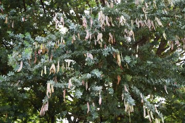 Seeds of silver wattle