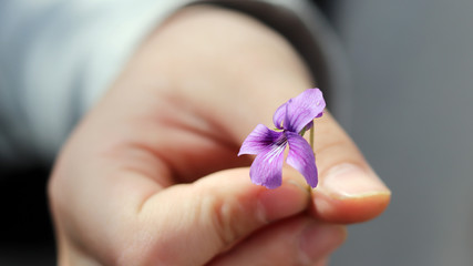 The child's hand holding the purple flower.