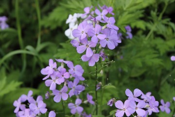 SMALL PURPLE AND WHITE WILDFLOWERS