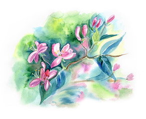 Flowering branch of honeysuckle in spring, watercolor drawing.