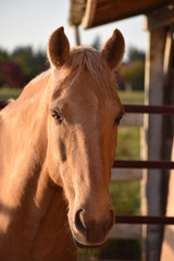 Fototapeta premium Beautiful Bentley