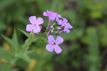 Obraz premium SMALL PURPLE AND WHITE WILDFLOWERS