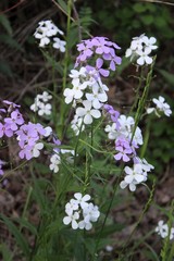 SMALL PURPLE AND WHITE WILDFLOWERS