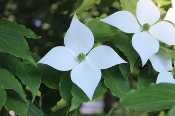 WHITE FLOWERING TREE BLOOMS