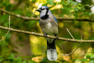 bluejay on a branch