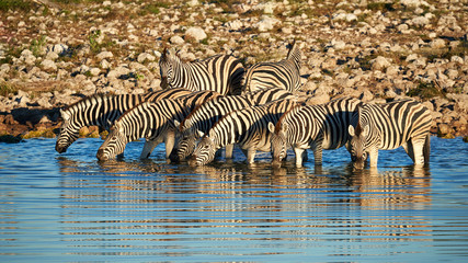 Fototapeta na wymiar Burchell's zebras (Equus quagga burchellii) drink at a waterhole