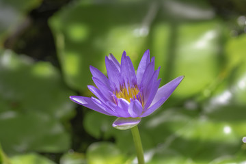 Beautiful purple lotus bloom in the pond .