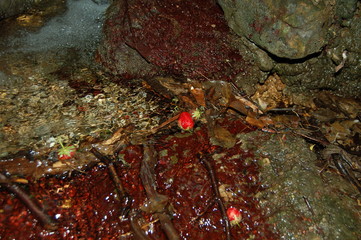  mountain stream and berries
