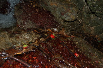  mountain stream and berries