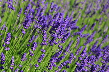 Lavender flowers Lavandula spica blossoming in garden bed during spring season, afternoon sunshine. 