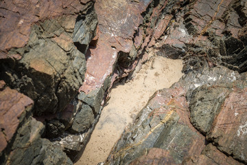 The sea Roach bug or sea slater