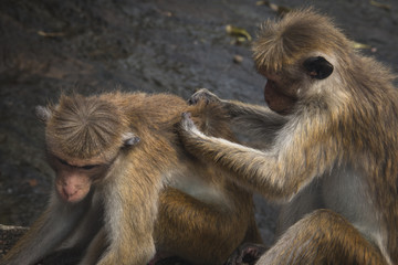 Macaques in Dambulla, Sri Lanka.