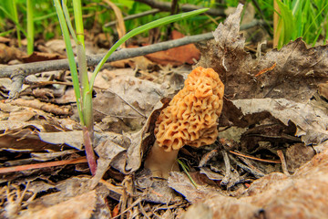 Morel mushroom