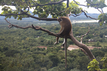 Macaques in Dambulla, Sri Lanka.