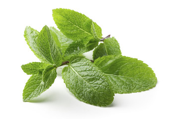 single twig of fresh mint leaves isolated on white background