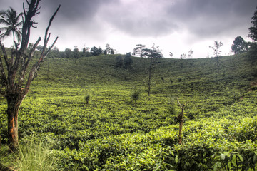 Fototapeta na wymiar Tea plantations around Kandy, Sri Lanka.