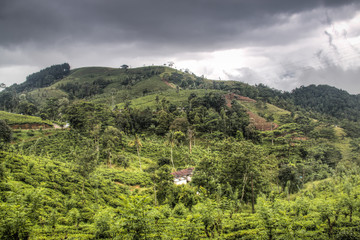Tea plantations around Kandy, Sri Lanka.