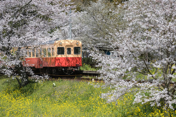 Fototapeta premium Kominato Tetsudo Train and Sakura cherry blossom in spring season. The Kominato Line is a railway line in Chiba Prefecture, Japan