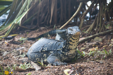 Iguana at the lake in Kandy, Sri Lanka.