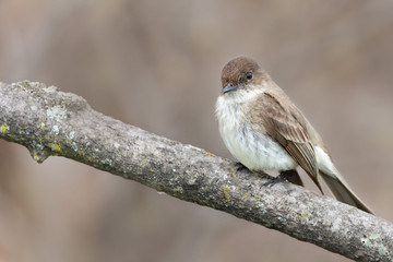 Fototapeta premium Phoebe