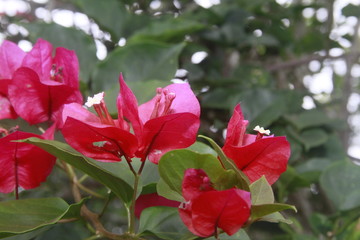 flores rojas con pistilos 
