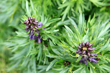 Vegetation in The Alps