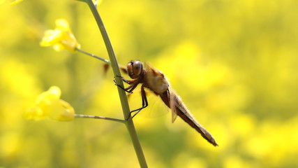A dragonfly sitting on a yellow flower branch.