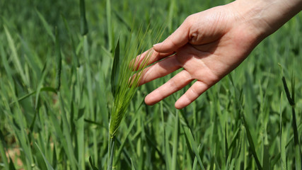Naklejka na ściany i meble Woman's hand holding barley. Barley field scenery.