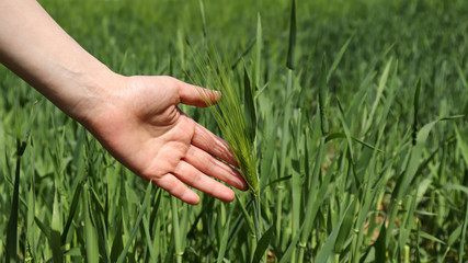 Green barley fields and women's hands.