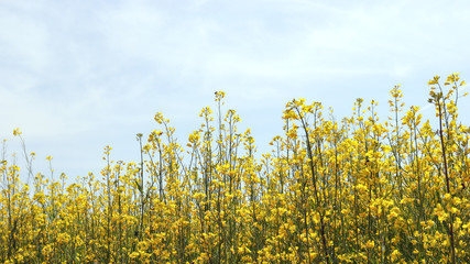 Obraz premium Scenery of the rape flower garden in spring.