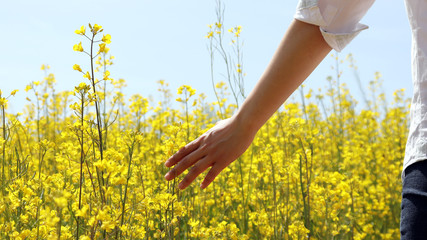 The arms and backs of a woman walking in a rape flower garden.