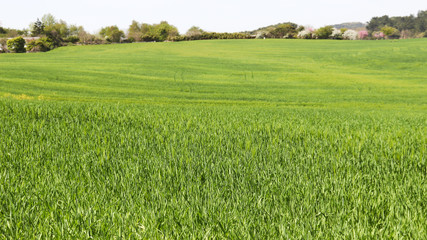 The vast landscape of green barley fields in spring breeze.