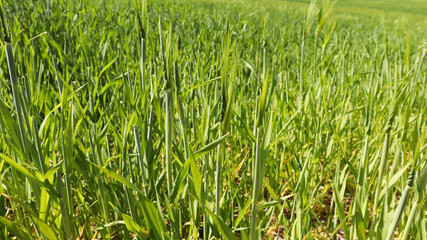 A close-up image of growing green barley field.